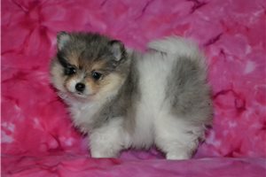 Indigo - Pomeranian for sale