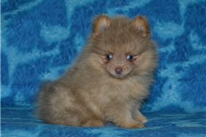 Frisco - Pomeranian for sale