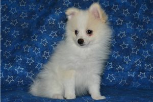 Vaughn - Pomeranian for sale