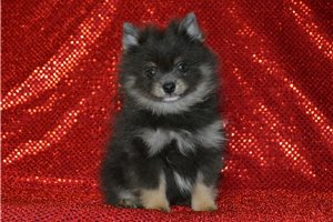 Dwight - Pomeranian for sale