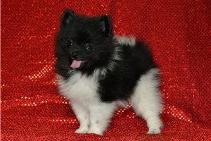 Dusty - Pomeranian for sale