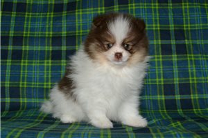 Charlie - Pomeranian for sale