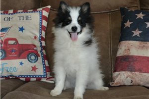Benny - puppy for sale