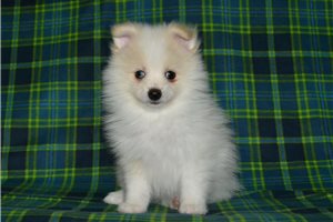 Vaughn - Pomeranian for sale