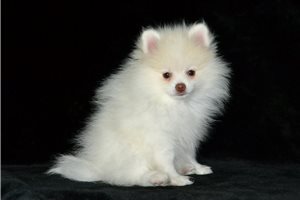 Everest - Pomeranian for sale