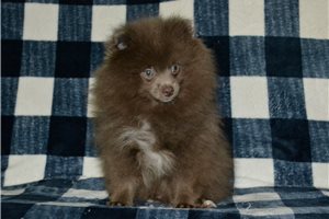 Friar - Pomeranian for sale
