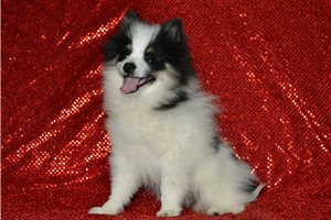 Benny - Pomeranian for sale