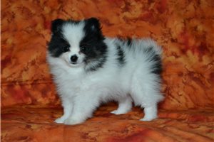 Benny - Pomeranian for sale