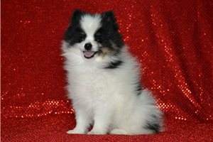 Benny - Pomeranian for sale