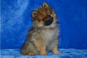 Alto - Pomeranian for sale