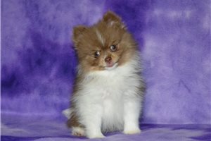 Faye - Pomeranian for sale