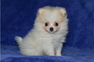 Celine - Pomeranian for sale