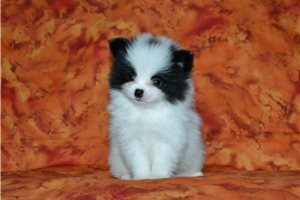 Bennett - Pomeranian for sale