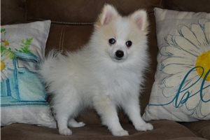 Vaughn - Pomeranian for sale