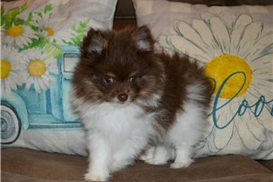Trooper - Pomeranian for sale