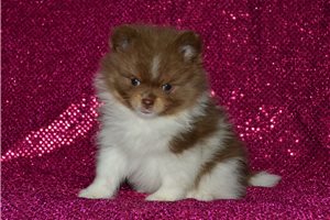Faye - Pomeranian for sale