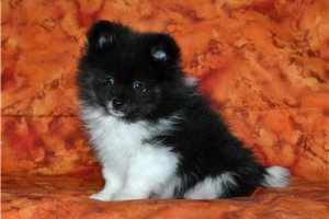 Victor - Pomeranian for sale