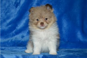Tulip - Pomeranian for sale