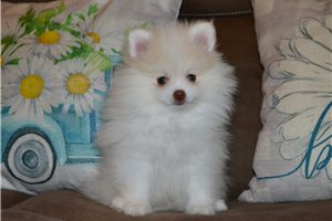 Everest - Pomeranian for sale