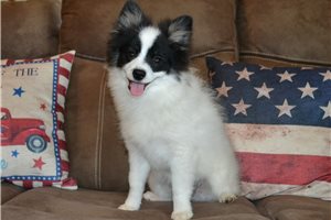 Ambrose - Pomeranian for sale