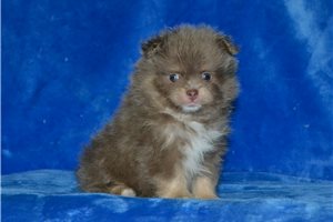 Finnegan - puppy for sale