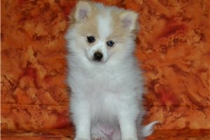 Paisley - Pomeranian for sale