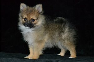 Alfredo - Pomeranian for sale