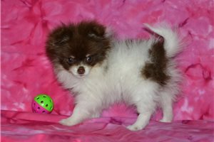 Fancy - Pomeranian for sale