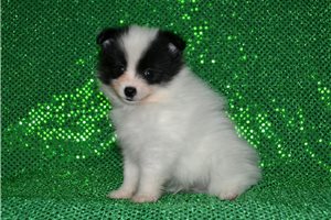 Ambrose - puppy for sale