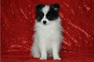 Ambrose - Pomeranian for sale