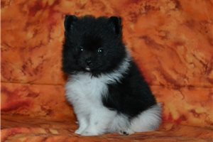Dusty - puppy for sale