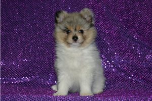 Tracey - Pomeranian for sale