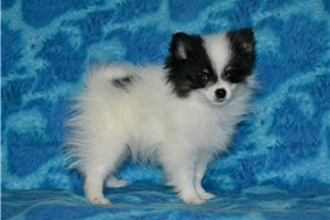 Matthew - Pomeranian for sale