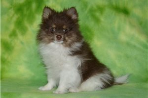 Trooper - Pomeranian for sale