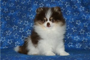 Craig - Pomeranian for sale