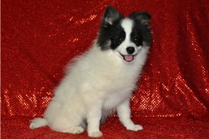 Ambrose - Pomeranian for sale