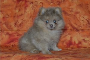 Frisco - Pomeranian for sale