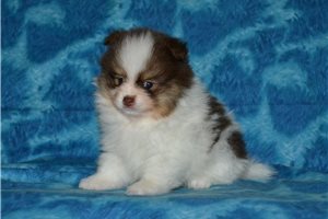 Charlie - puppy for sale