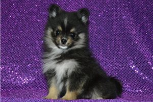 Mila - puppy for sale