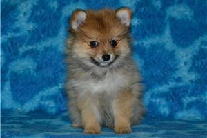 Cedric - puppy for sale