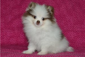 Kenzie - puppy for sale