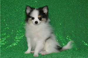 Dylan - Pomeranian for sale