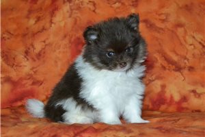 Trooper - puppy for sale