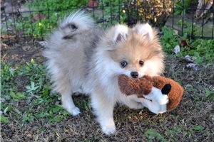 Amos - Pomeranian for sale