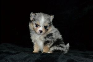 Benny - Pomeranian for sale
