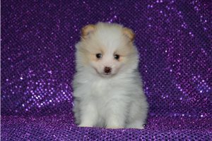 Darcy - Pomeranian for sale