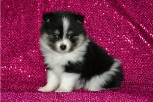 Violet - Pomeranian for sale