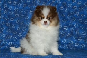 Charlie - Pomeranian for sale