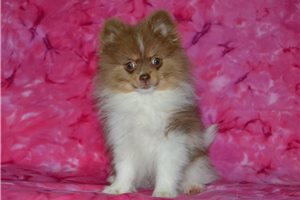 Faye - Pomeranian for sale