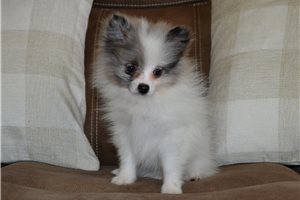 Dynamo - Pomeranian for sale